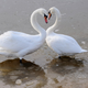 Illustration for article titled When Swans Get Divorced